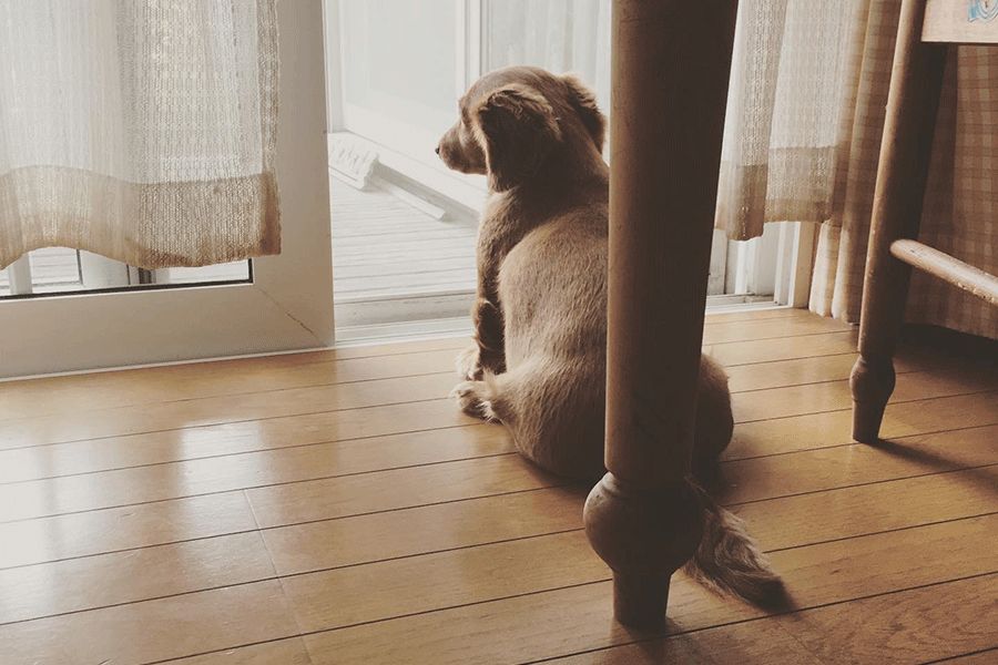 床と犬